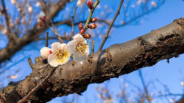 东湖绿道游玩攻略，武汉东湖磨山景区游玩攻略（这份赏梅活动指南请收好）