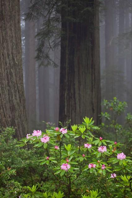 世界上最高的地方，比珠穆朗玛峰还高的山（‖美国加州红杉树‖巨树国家公园）