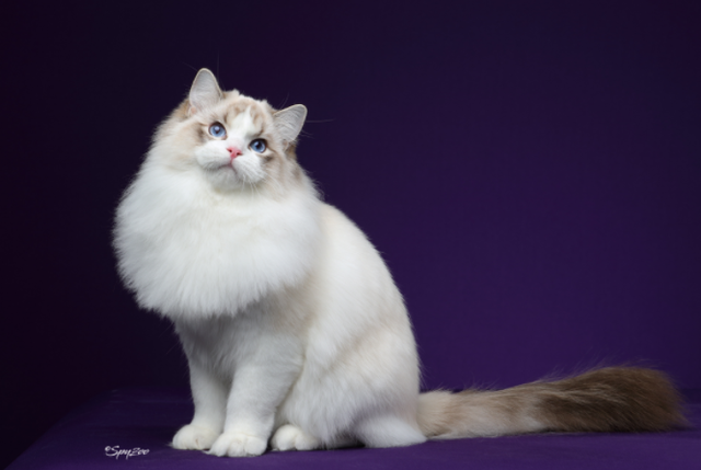 猫咪的品种有哪些，什么猫咪好看又好养