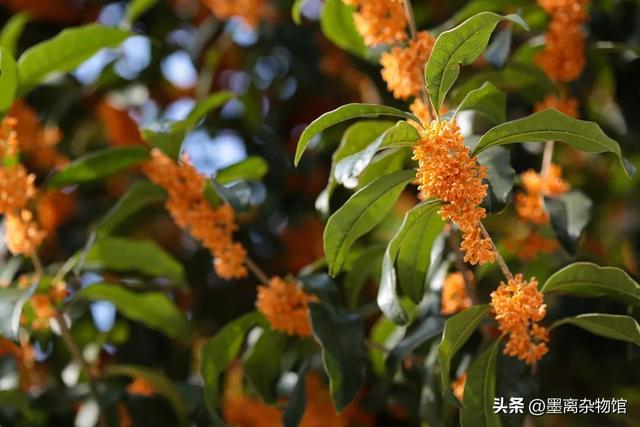 桂花怎么做香水，如何用桂花做香水（为什么做成桂花味的香水就不对劲了）