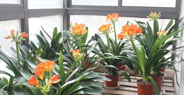 君子兰叶根腐烂怎么治，君子兰叶根腐烂怎么治好（巧施4个步骤就可以挽救）