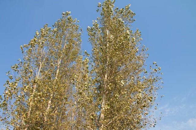 秋天学校的景色（童年的母校）