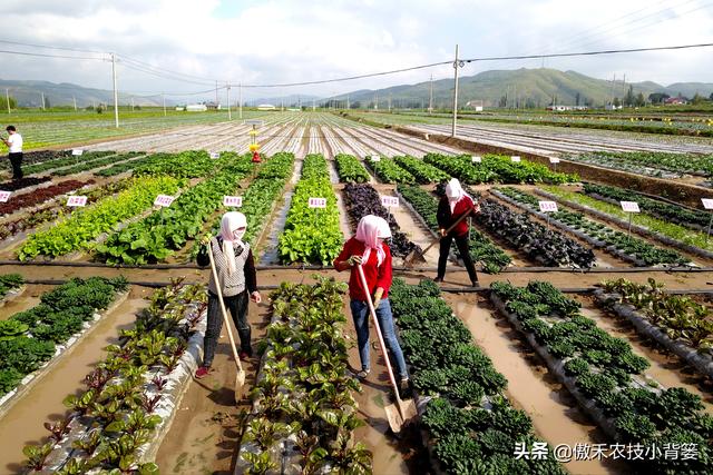 3的立方根是多少，3的3次方是多少（才能让蔬菜长得好、产量高、收益高）