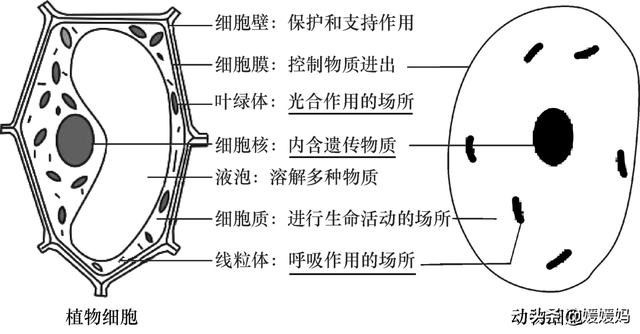 草履虫的结构，草履虫的结构层次模式图（应考技巧丨初中生物识图题常用结构示意图）