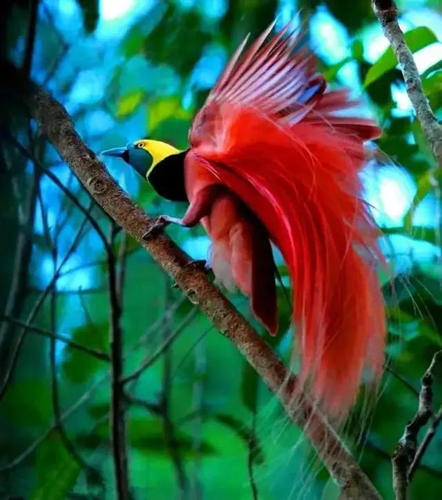 七彩文鸟的养殖方法，七彩文鸟的详细养殖知识（大自然中的“彩色精灵”）