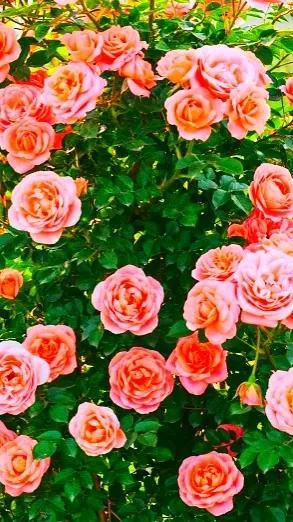 粉色月季花语象征与寓意，粉色月季花语是什么（分享图片—月季花）