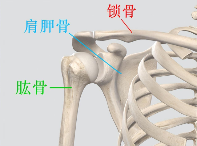 穿琵琶骨是什么，常见的“琵琶骨”在哪