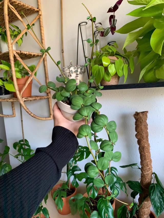 绿色种类（正版豆瓣绿和“假冒”豆瓣绿）