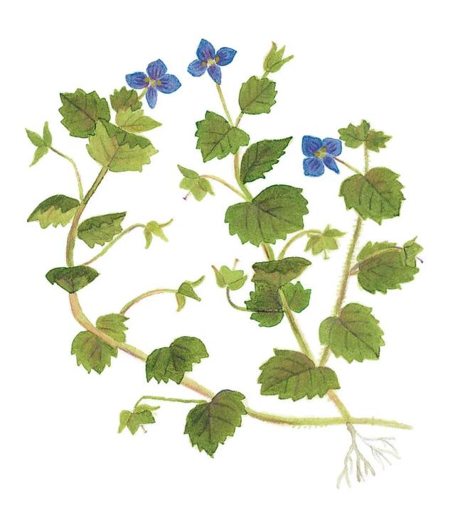 农村常见的花，凌巧分享篇41——这15种生活中常见的野花