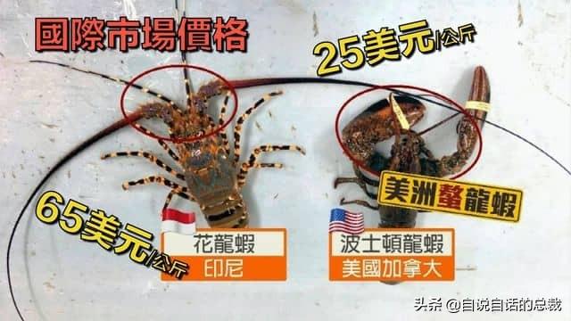 小龙虾属于海鲜类吗，小龙虾是海鲜吗（龙虾：从小龙虾到大花龙）