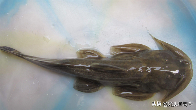 长江名贵鱼前十名，10大凶猛淡水鱼（我国保护的鱼类有87种）