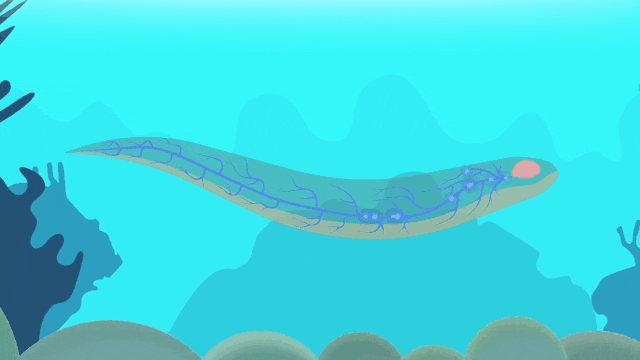 电鳗为什么会放电，电鳗为什么会放电百科（放电瞬间电压高达800伏特）