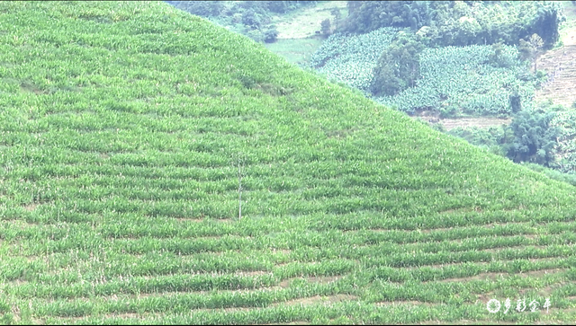 黑心姜的功效与作用，白姜的功效与作用图片（金平：春耕正当时 种姜来致富）