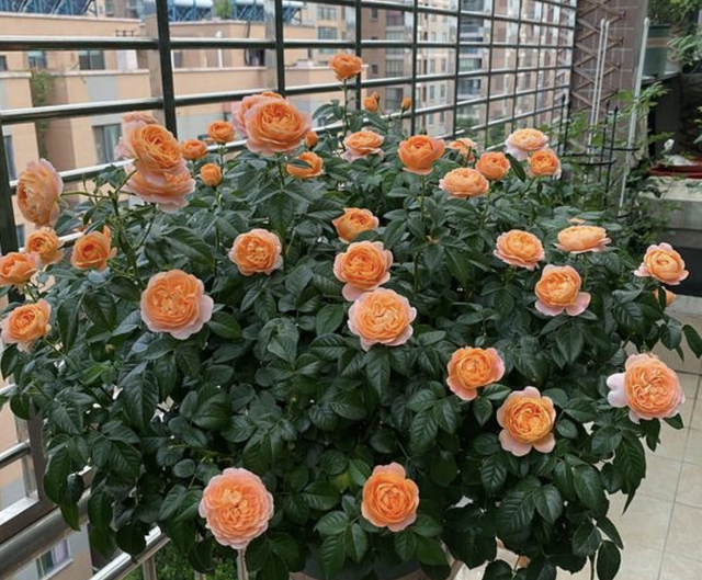 金枝玉叶花语是什么，玉叶金花的花语（“家有6种花）