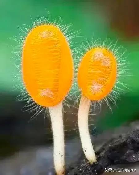 世界上最漂亮的蘑菇，世界上最漂亮的蘑菇是什么（精华总伴日风来。美丽的蘑菇）
