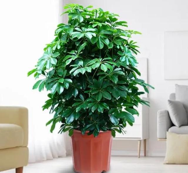 各种树木的名称及寓意，100种寓意好的植物名字（5种“富贵树”）