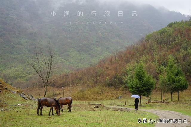 万亩油菜花海游玩攻略，奔赴川陕交界的巴山秘境