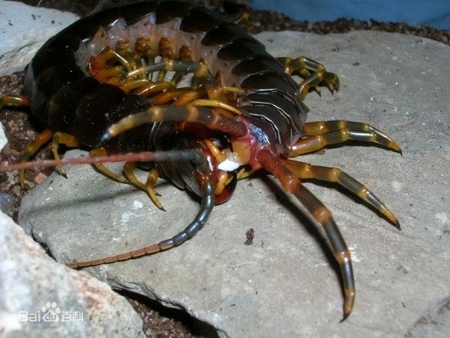世界上最大的蜈蚣，世界最大的蜈蚣有多大（中国海关查获5条海外“巨型”蜈蚣）