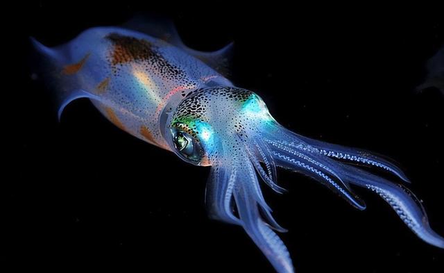 为什么说章鱼是四维生物，章鱼有几个大脑（乌贼能看到人类看不到的东西）