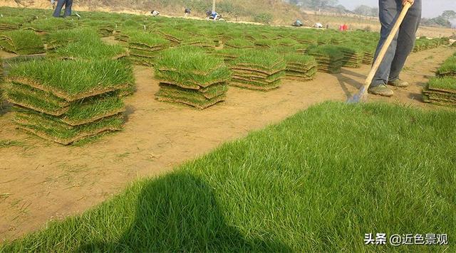 钝叶草（钝叶草），园林绿化中常见草坪植物种类（葎草叶片病害）