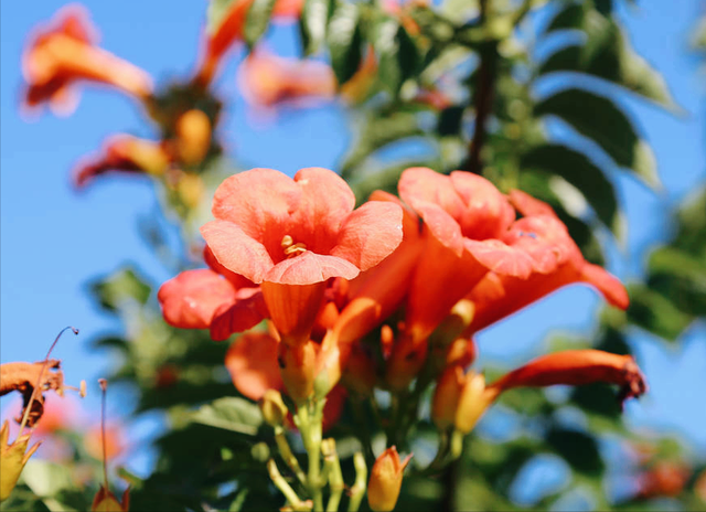 兰花花语心情的句子，兰花开了心情语（一花一世界）