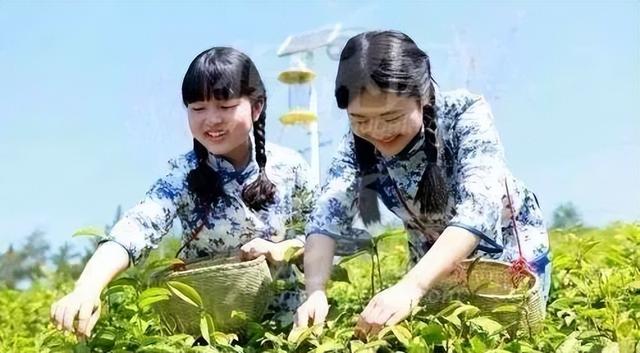 茶叶商业模式有哪些，如何使用消费金融模式卖茶叶