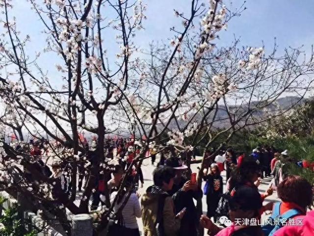3月16日起，天津这个景区全山开放！
