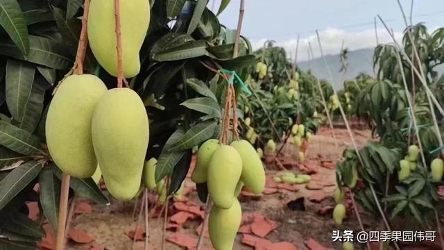 金煌芒果产地是哪里，金煌芒果的特点口感（海南金煌芒）