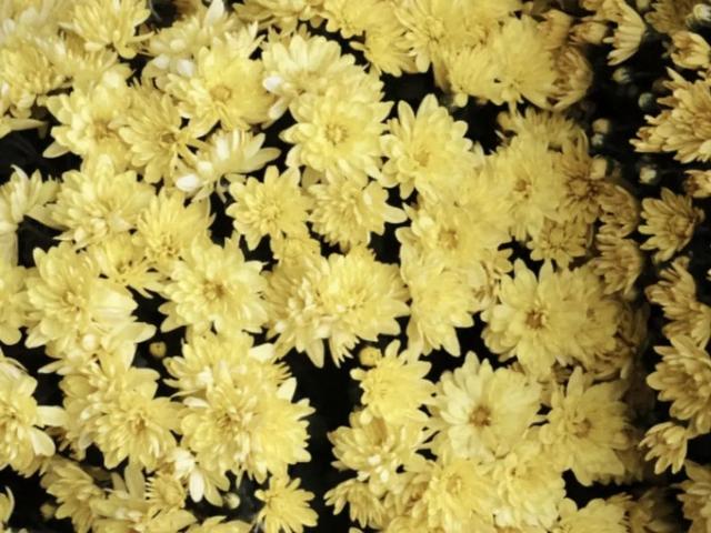 对影成三人是哪三人，对影成三人指的是谁（秋天的十大雅事）