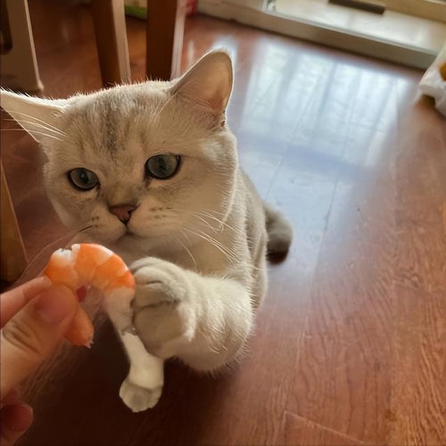 猫最喜欢吃什么，猫最爱吃的10种食物（猫咪可以吃的食物）