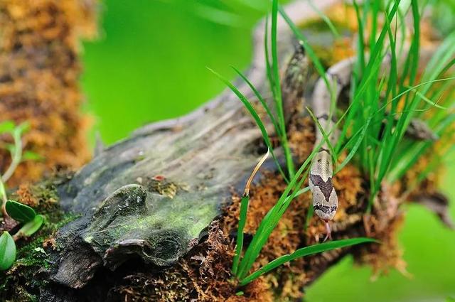 方花小头蛇,云南小行无毒蛇有几种(这就是中国小头蛇的牙口吗)