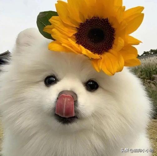 狗狗教什么意思，狗狗教是什么意思（圣火“喵喵教”PK光明“狗狗教”）