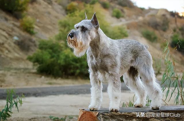 小狗的简单介绍，狗的介绍手抄报（狗狗也分高低贵贱）