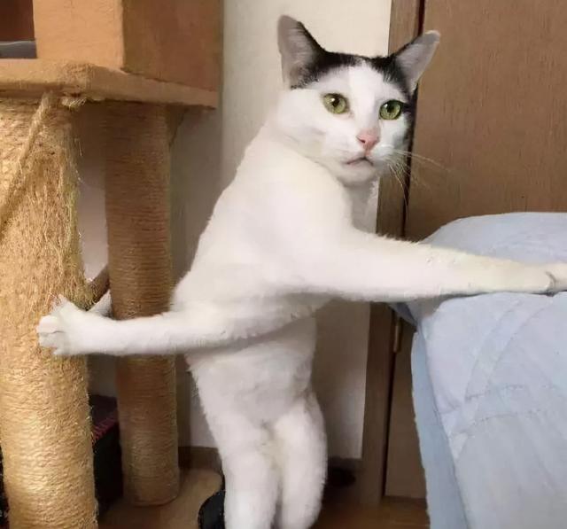 小猫咪 可爱图，小猫图片大全可爱图片大全图片（21张“搞笑”的猫咪图片）