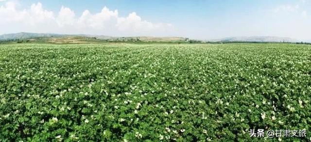 定西有什么特产，甘肃省定西十大特产（定西只有宽粉和土豆）