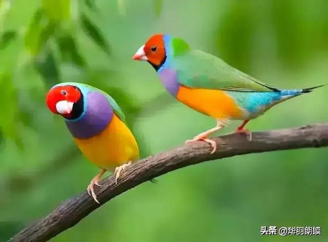 世界上有什么鸟,世界上常见的鸟类大全(世界上极品漂亮的六种鸟)