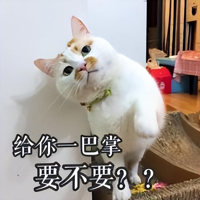 猫名怎么取比较旺主人，猫名怎么取比较旺主人叠字（冷知识：猫起名的“禁忌”）