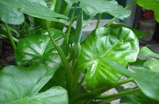 家里千万不能养的6种花，家里千万不能养的6种花有哪些（6种“有毒花”别乱养）