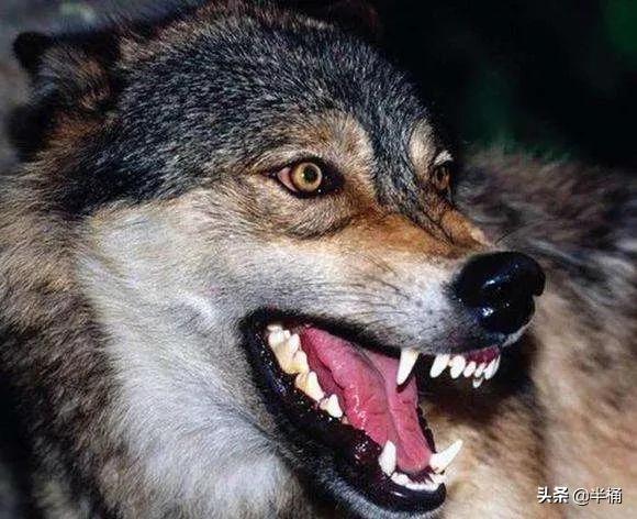 怎么区分狼和狗，狼会把狗当同类吗（成年人能徒手打败狼吗）