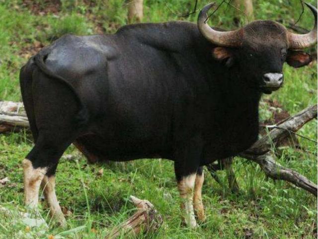 世界上最大的野牛有多重，云南发现8头野牛