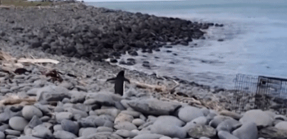 令人哭笑不得的南极企鹅，小企鹅迷路竟从南极游3000公里到新西兰