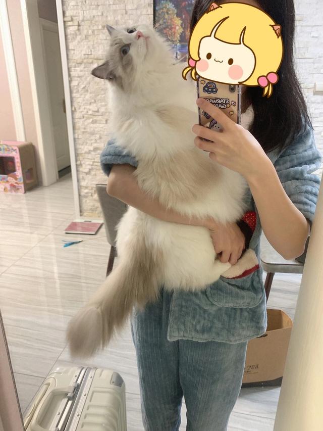 布偶猫的几种性格特征，纯种“布偶猫”的6大特征