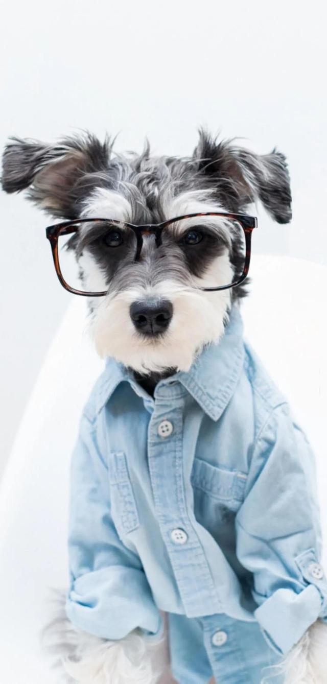 治愈系暖萌动物高清壁纸，温暖治愈系卡通图片（壁纸丨高清全屏萌萌的动物壁纸）