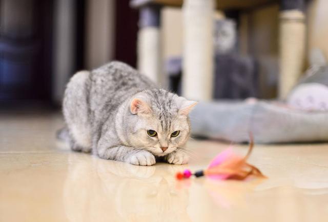 幼猫各阶段喂养，0~12月龄猫咪“喂养指南”