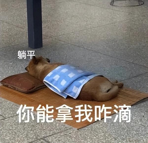 世界上有没有美人鱼，世界上有美人鱼吗（原来美人鱼是真实存在的）