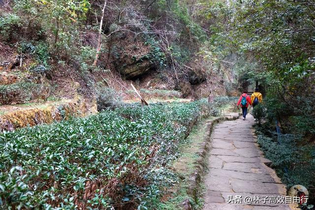 武夷山岩茶是什么茶，武夷山岩茶是什么茶?崇亮传播茶文化（我眼中的武夷山）