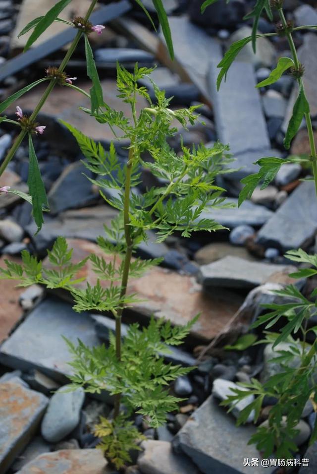 曼陀罗花的图片，曼陀罗花是什么（301味中药材的原植物彩色图谱）