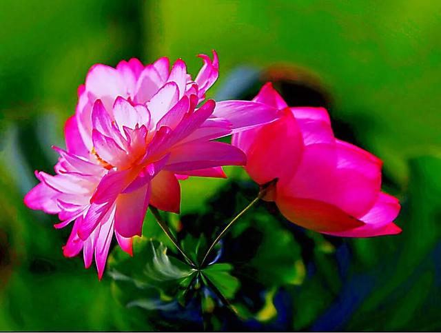 夏天荷花的描写，描写夏天荷花的景色（夏日荷花別样美）