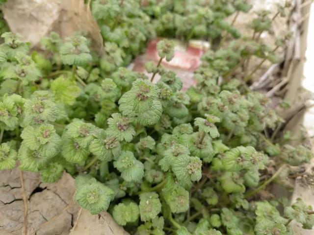 珍珠莲的功效与作用，也叫“接骨草”、“珍珠莲”