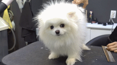 狗最多能活多少年，狗能活多少年的寿命（这几种“长命狗”）